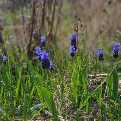 Muscari latifolium 20260327_133558.jpg
