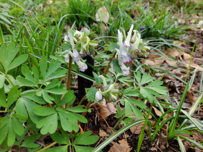 Corydalis Merlin.jpg
