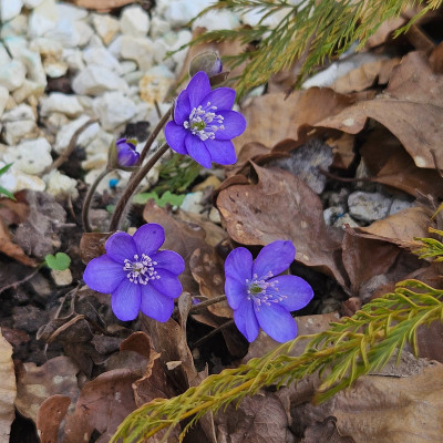 Hepatica nobilis Tintenblau 20260305_144907.jpg