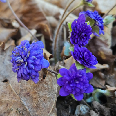 Hepatica Maria Theresia 20260302_152638.jpg