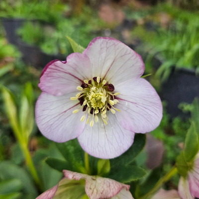 Helleborus Orientalis rote Nektarien 20260325_160412.jpg