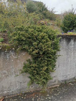 Wacholder Mauer.jpeg