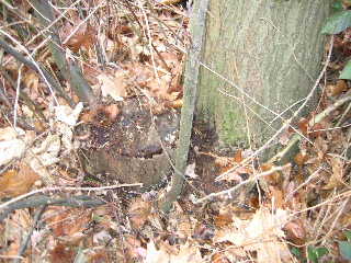 Baum3.jpg