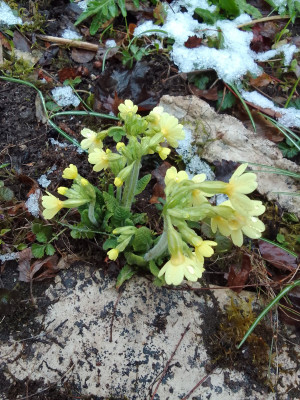 Schlüsselblume
