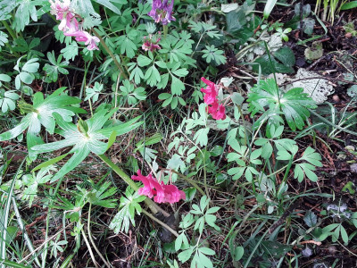 Corydalis