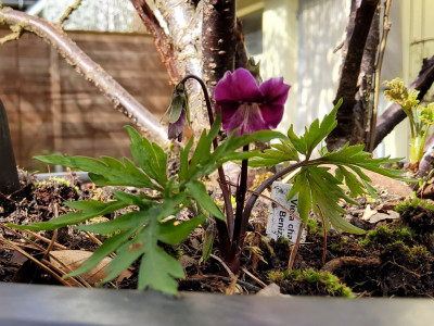 Viola Benizuru.jpg