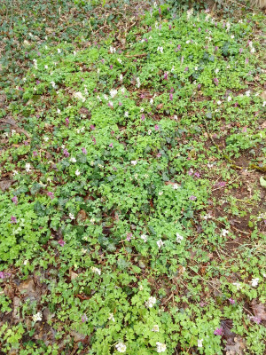 Corydalis cava