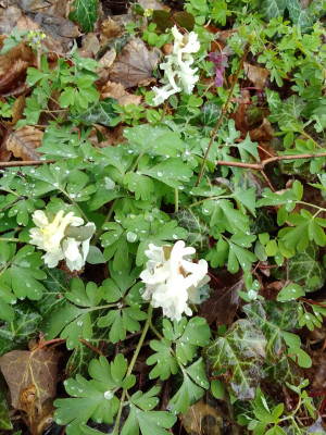 Corydalis cava
