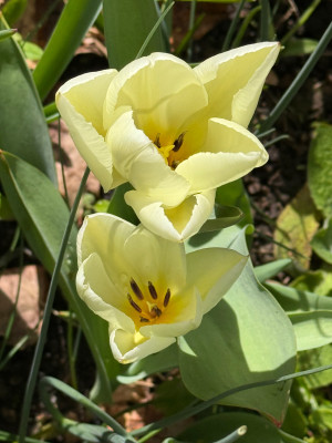 IMG_2287.jpeg