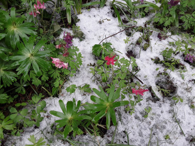 Corydalis
