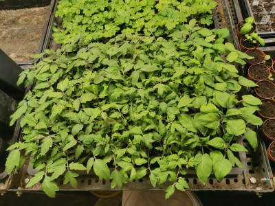 Tomaten 20260328.jpeg