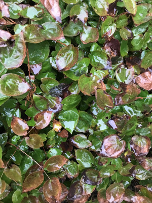 Epimedium ungeschnitten (1).JPG