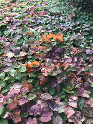 epimedium x versicolor Sulphureum Herbst.JPG