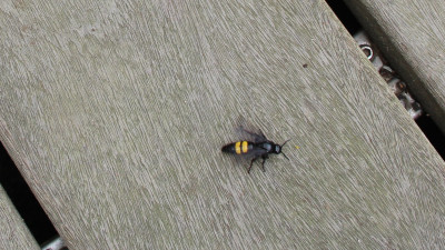 IMG_5375.jpg