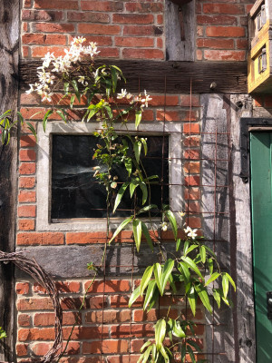IMG_2052.jpeg