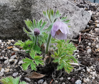 IMG_20260331_192430_Pulsatilla tatewakii.jpg