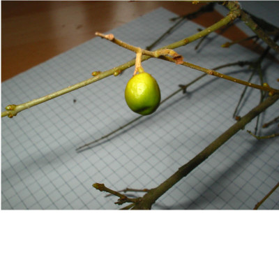 Strauch_Frucht_1.jpg