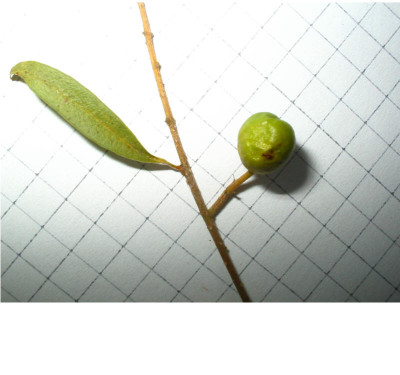 Strauch_Frucht_2.jpg