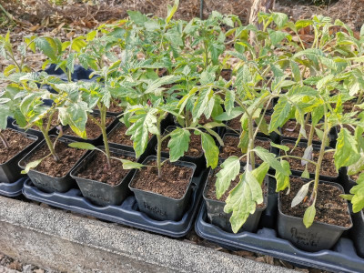 Tomaten 20250408.jpeg