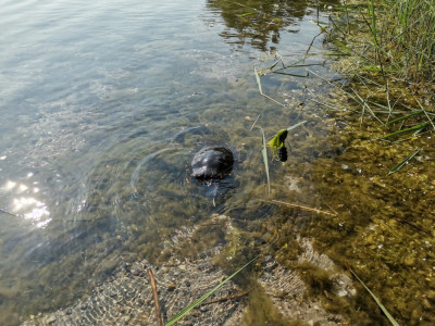 Schildkröte.jpeg