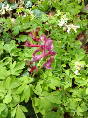 Corydalis cava