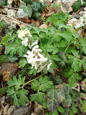Corydalis cava