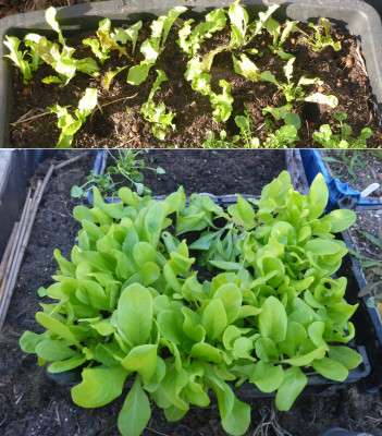 Salat-Winterkisten 29.03.26