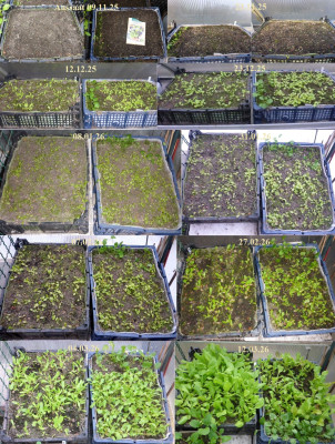 Salat-Winterkisten 09.11.25 - 12.03.26