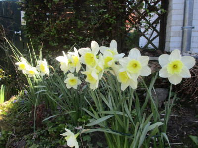 Ice Follies