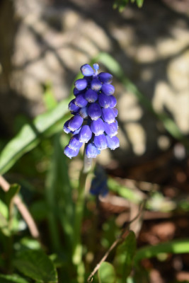DSC_0948.JPG