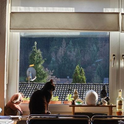 Murphy + skull am Fenster schon Sonne 20260116_133302.jpg