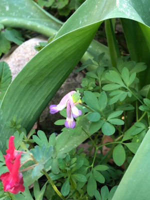 IMG_2066.jpeg