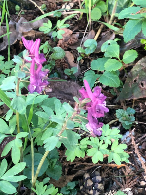IMG_2067.jpeg