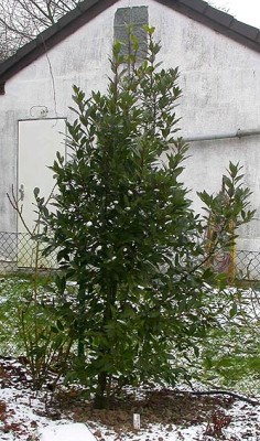 Laurus_nobilis_2.1.09.jpg