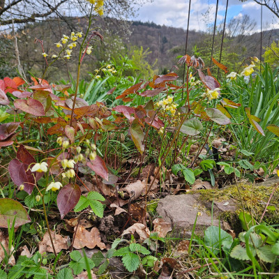 Epimedium pinnatum subsp. colchicum 20260401_170126.jpg