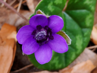 Hepatica Blueberry.jpg