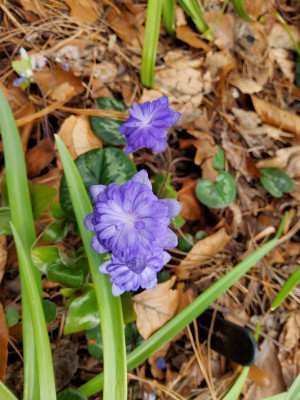 Hepatica Axel.jpg