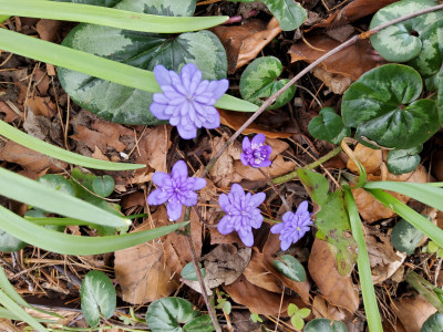 Hepatica Stefan.jpg
