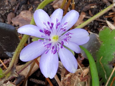 Hepatica nobilis Grabbelkiste.jpg