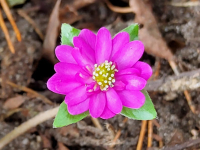 Hepatica nobilis halbgefüllt Grabbelkiste.jpg