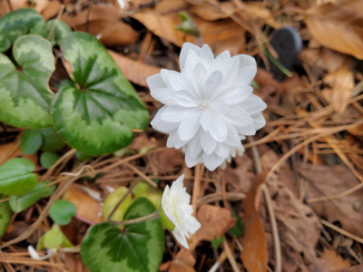 Hepatica nobilis alba plena.jpg