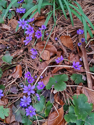Hepatica trans. Händel.jpg