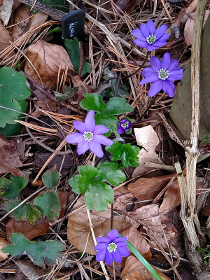 Hepatica trans. Gewitterhimmel.jpg