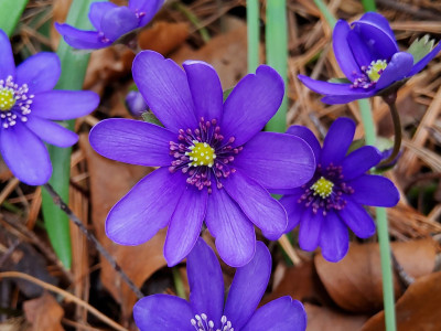Hepatica trans. Händel Blüte.jpg