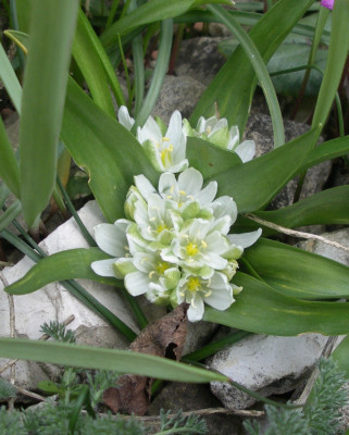 Ornithogalum lanceolatum 02.04.26.JPG