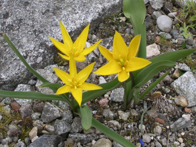 Tulipa dasystemon 02.04.26.JPG