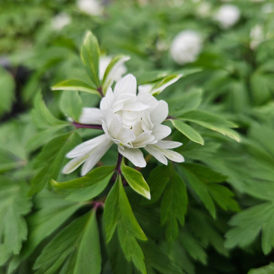 Anemone nemorosa 'Pleugers Plena' 20260401_131803.jpg