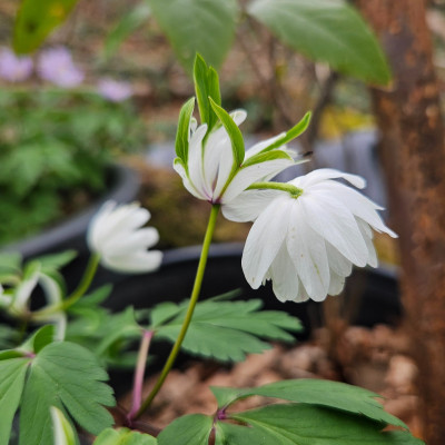 Anemone nemorosa 'Pleugers Plena' 20260401_132225.jpg