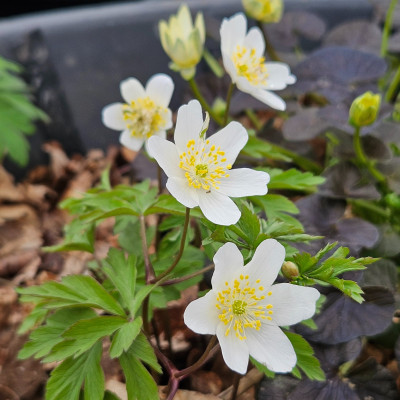 Anemone nemorosa Salt and Pepper 20260401_132127.jpg