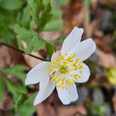 Anemone nemorosa Salt and Pepper 20260401_132139.jpg
